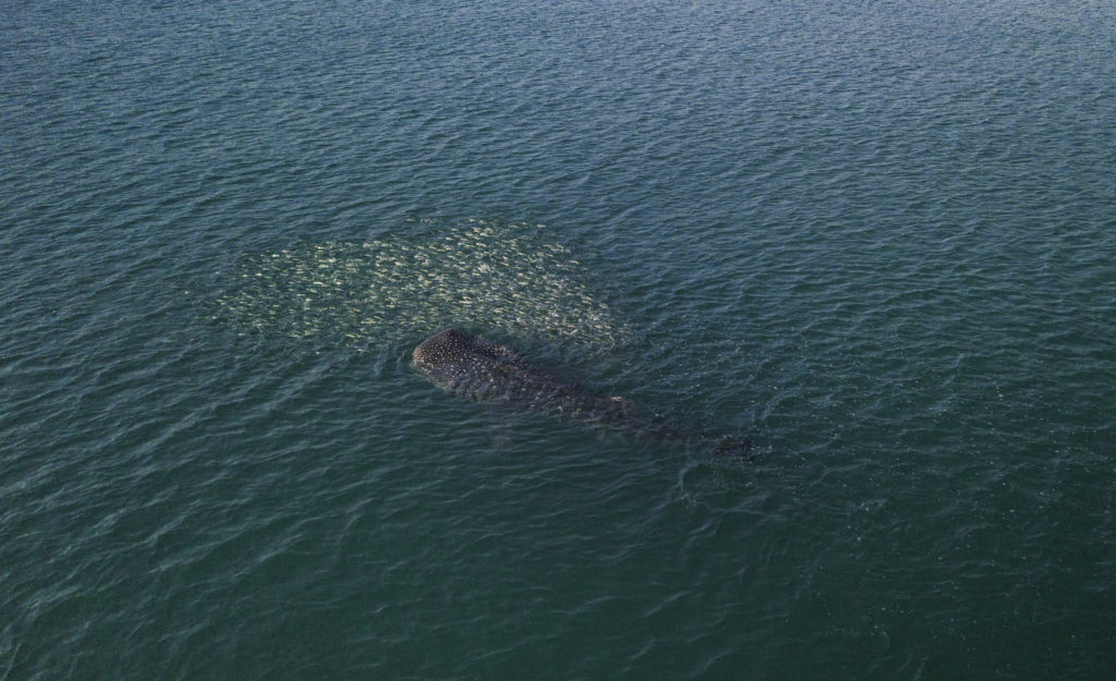 Requin Baleine en pleine chasse au Cambodge